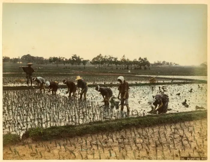 Framed Print : Planting rice Framed Print : Planting rice