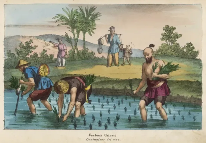 Framed Print : Planting Rice China Framed Print : Planting Rice China