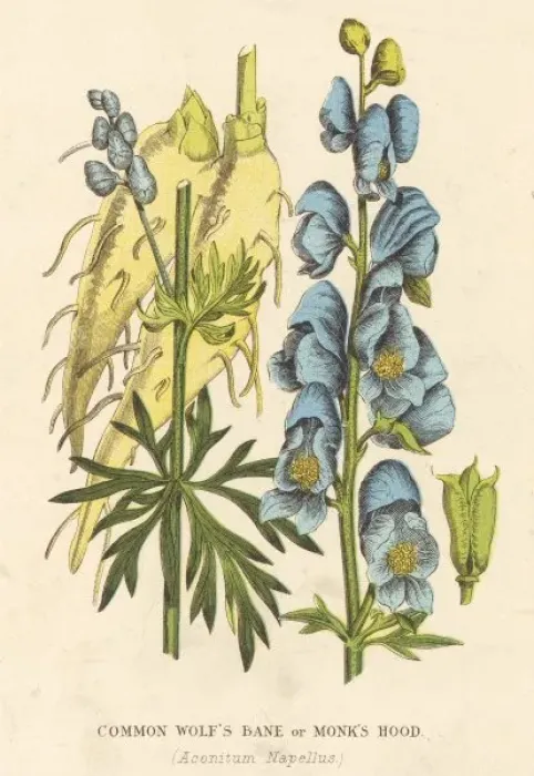 Framed Print : Plants / Aconitum Napellus Framed Print : Plants / Aconitum Napellus