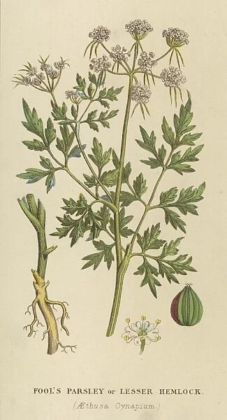 Plants  /  Aethusa Cynapium