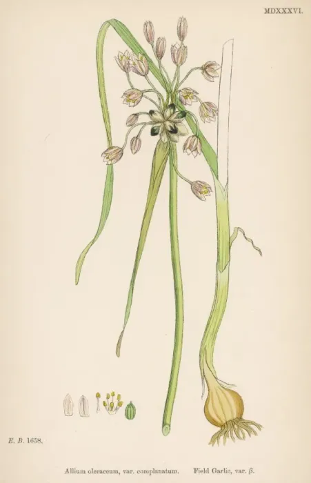 Framed Print : Plants / Allium Oleraceum Framed Print : Plants / Allium Oleraceum