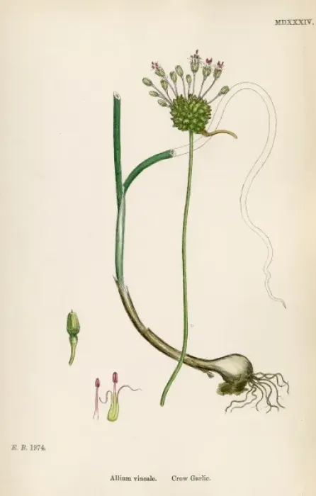 Framed Print : Plants / Allium Vineale Framed Print : Plants / Allium Vineale
