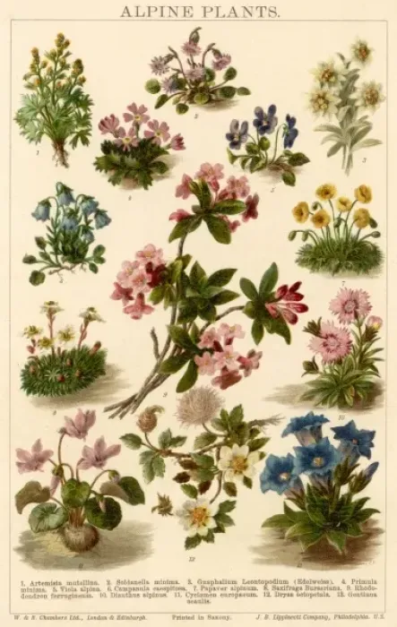 Framed Print : Plants / Alpine Plants Framed Print : Plants / Alpine Plants