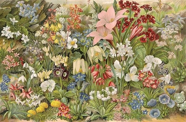 Plants / Alpines. A variety of Alpine species Date: 1893