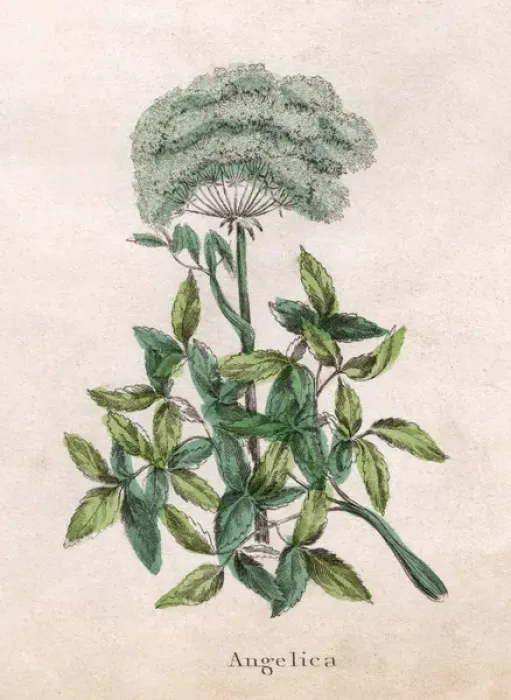 Framed Print : Plants / Angelica Framed Print : Plants / Angelica