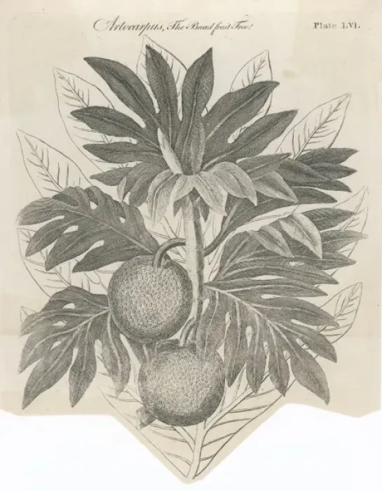 Framed Print : Plants / Artocarpus Incisa Framed Print : Plants / Artocarpus Incisa