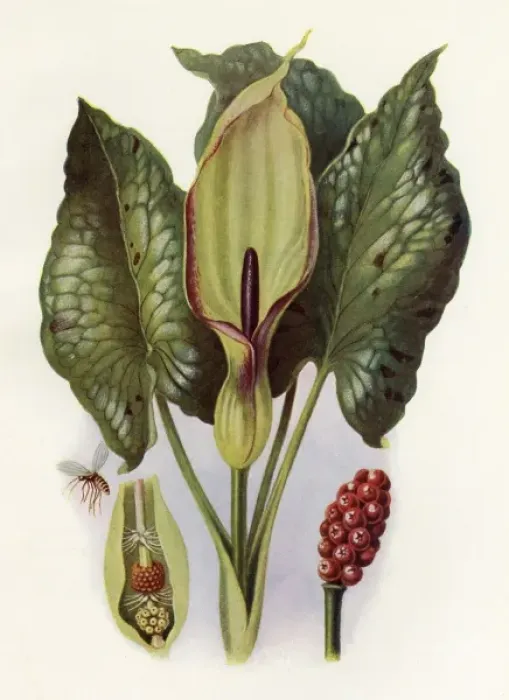 Framed Print : Plants / Arum Maculatum Framed Print : Plants / Arum Maculatum