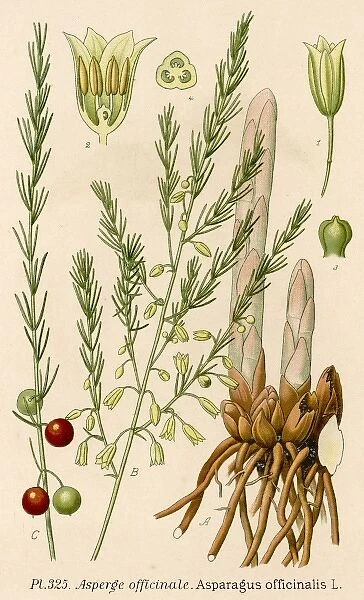 Plants  /  Asparagus