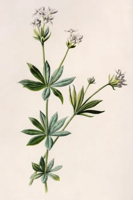 Framed Print : Plants / Asperula Odorata Framed Print : Plants / Asperula Odorata