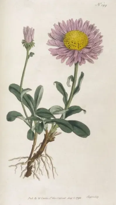 Framed Print : Plants / Aster Alpinus Framed Print : Plants / Aster Alpinus