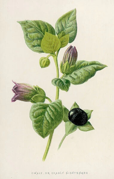 Image result for belladonna