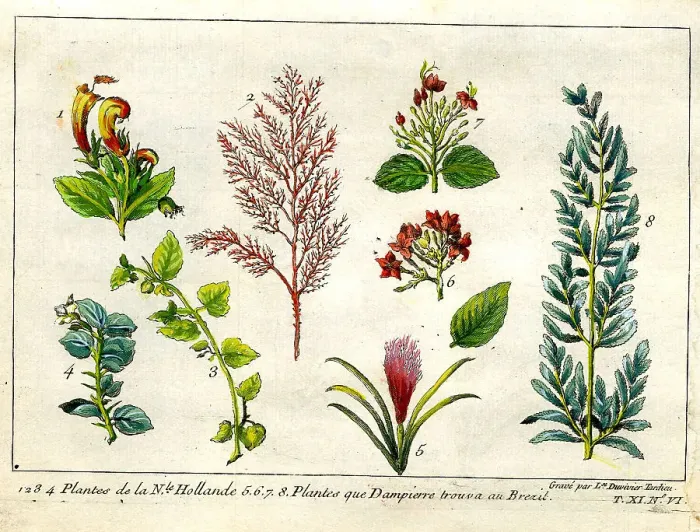 Framed Print : Plants From Australia and Brazil Framed Print : Plants From Australia and Brazil
