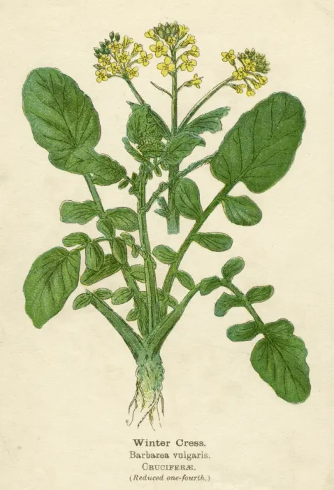 Framed Print : PLANTS / BARBAREA VULGARIS Framed Print : PLANTS / BARBAREA VULGARIS