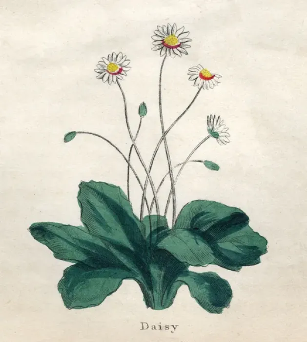 Framed Print : Plants / Bellis Perennis Framed Print : Plants / Bellis Perennis
