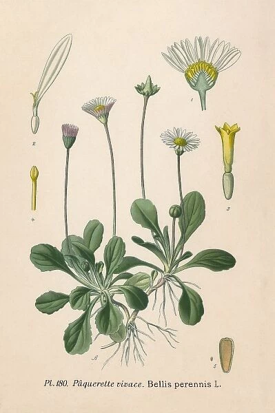 Plants  /  Bellis Perennis
