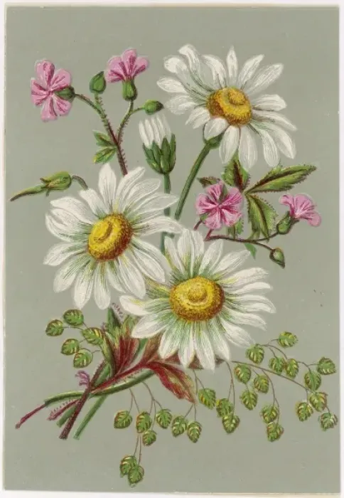 Framed Print : Plants / Bellis Sp Framed Print : Plants / Bellis Sp