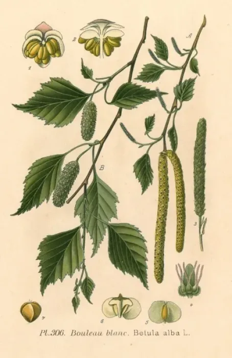 Framed Print : Plants / Betula Alba Framed Print : Plants / Betula Alba