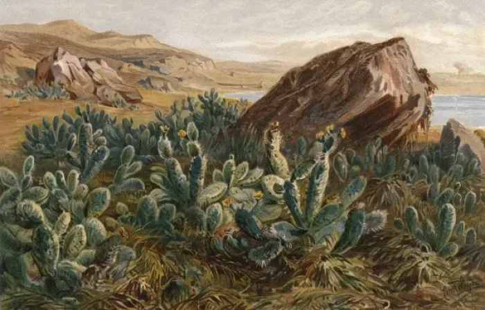 Framed Print : Plants / Cactus / Mexico Framed Print : Plants / Cactus / Mexico