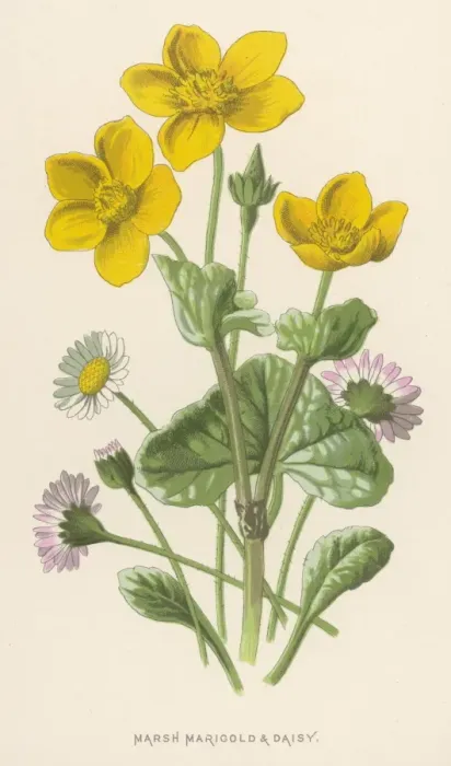 Framed Print : Plants / Caltha Palustris Framed Print : Plants / Caltha Palustris