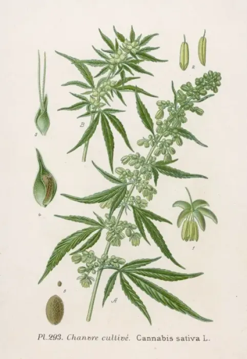 Framed Print : Plants / Cannabis Sativa Framed Print : Plants / Cannabis Sativa