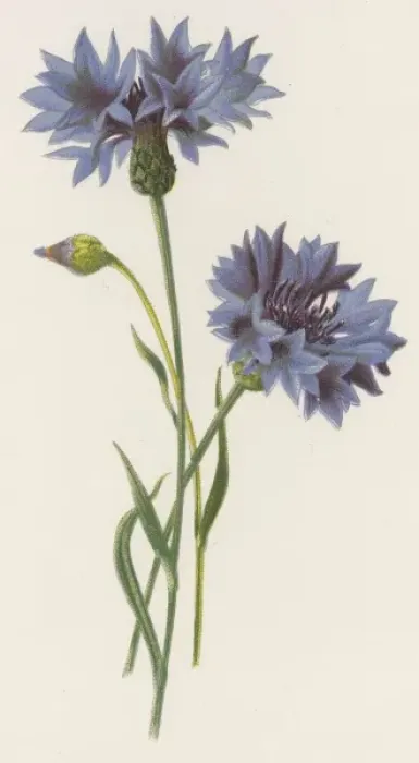 Framed Print : Plants / Centaurea Cyanus Framed Print : Plants / Centaurea Cyanus