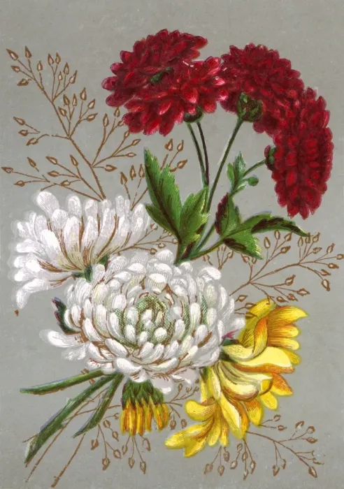 Framed Print : Plants / Chrysanthemum Framed Print : Plants / Chrysanthemum