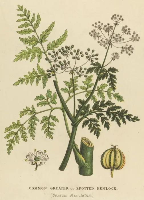 Framed Print : Plants / Conium Maculatum Framed Print : Plants / Conium Maculatum