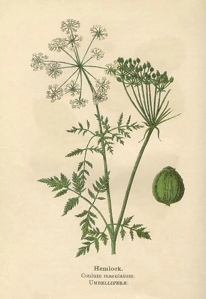 Plants  /  Conium Maculatum