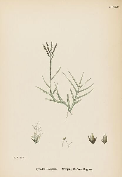 Plants  /  Cynodon Dactylon