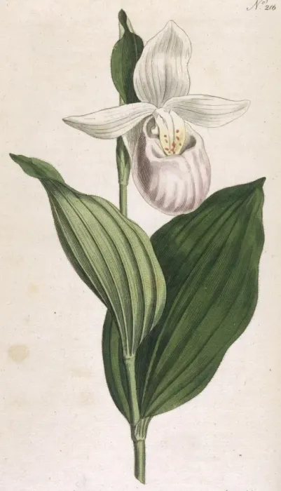 Framed Print : Plants / Cypripedium Album Framed Print : Plants / Cypripedium Album