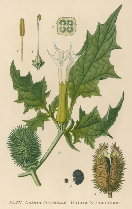 Framed Print : Plants / Datura Stramonium Framed Print : Plants / Datura Stramonium