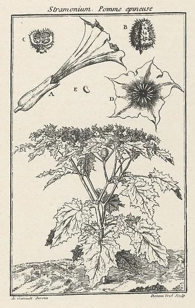 Plants  /  Datura Stramonium