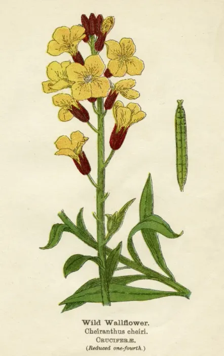 Framed Print : PLANTS / ERYSIMUM CHEIRI Framed Print : PLANTS / ERYSIMUM CHEIRI