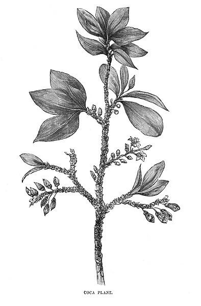 Plants  /  Erythroxylon Coca