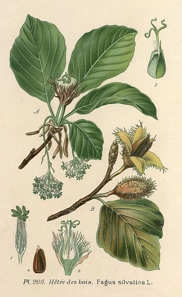 Plants  /  Fagus Silvatica