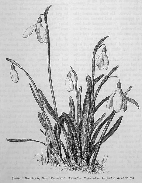 Plants  /  Galanthus Sp