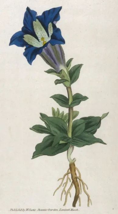 Framed Print : Plants / Gentiana Acaulis Framed Print : Plants / Gentiana Acaulis