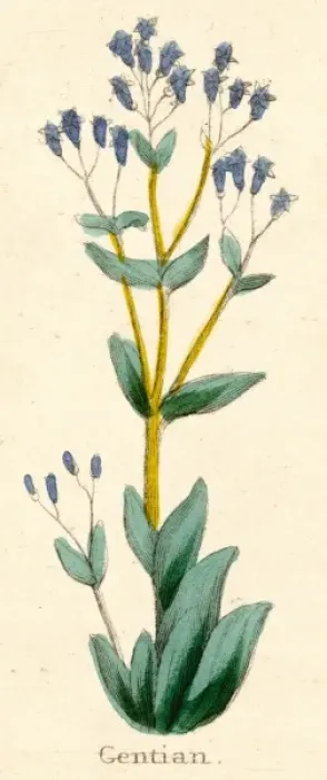 Framed Print : Plants / Gentiana Lutea Framed Print : Plants / Gentiana Lutea