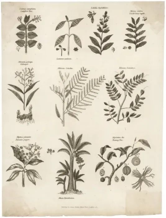 Framed Print : Plants / Herbs / General Framed Print : Plants / Herbs / General