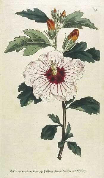 Plants / Hibiscus Syriacus