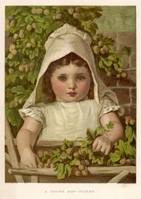 Framed Print : Plants / Humulus Lupulus Framed Print : Plants / Humulus Lupulus