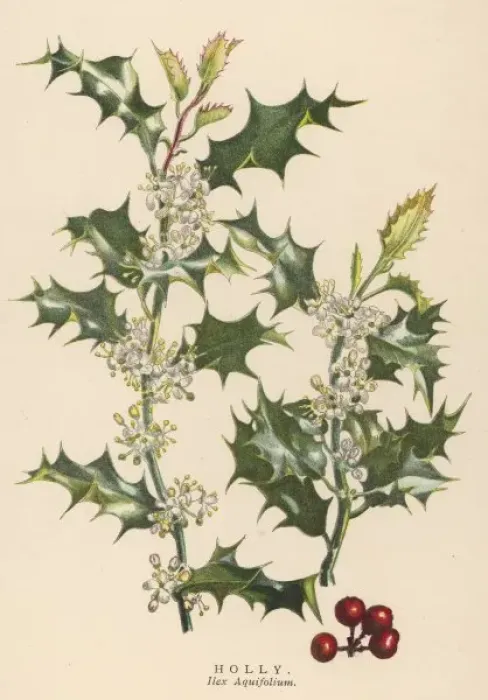Framed Print : Plants / Ilex Aquifolium Framed Print : Plants / Ilex Aquifolium