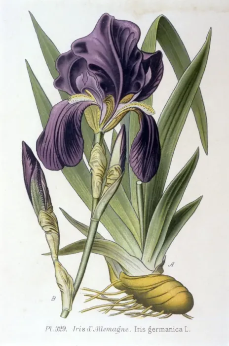 Framed Print : Plants / Iris Germanica Framed Print : Plants / Iris Germanica