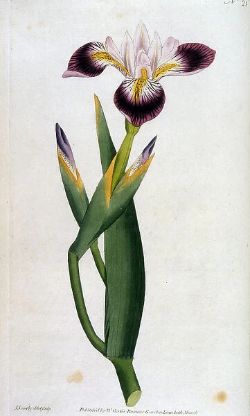 Plants / Iris Versicolor