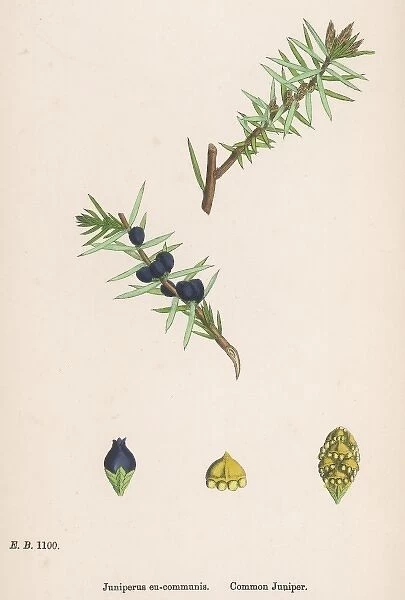 Plants Juniperus Communi