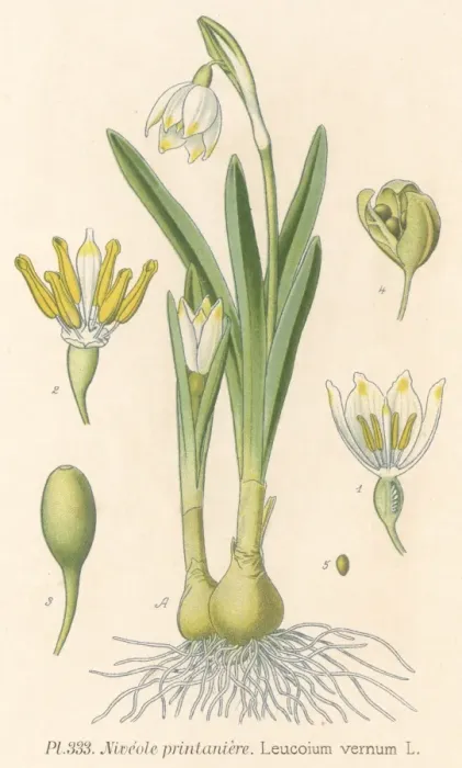 Framed Print : Plants / Leucojum Vernum Framed Print : Plants / Leucojum Vernum