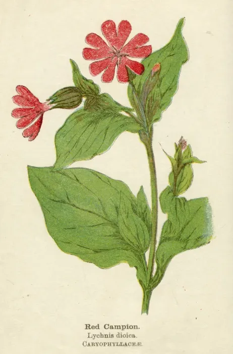 Framed Print : PLANTS / LYCHNIS DIOICA Framed Print : PLANTS / LYCHNIS DIOICA