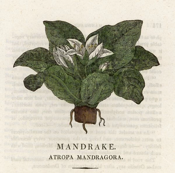 Plants  /  Mandragora