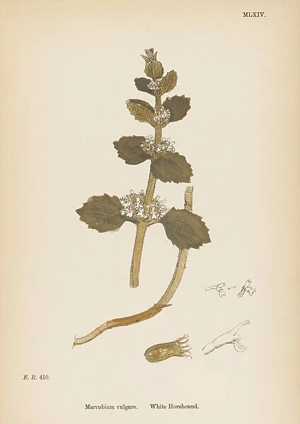 Plants  /  Marrubium Vulgare