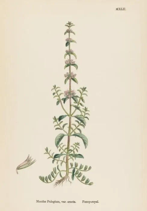 Framed Print : Plants / Mentha Pulegium Framed Print : Plants / Mentha Pulegium